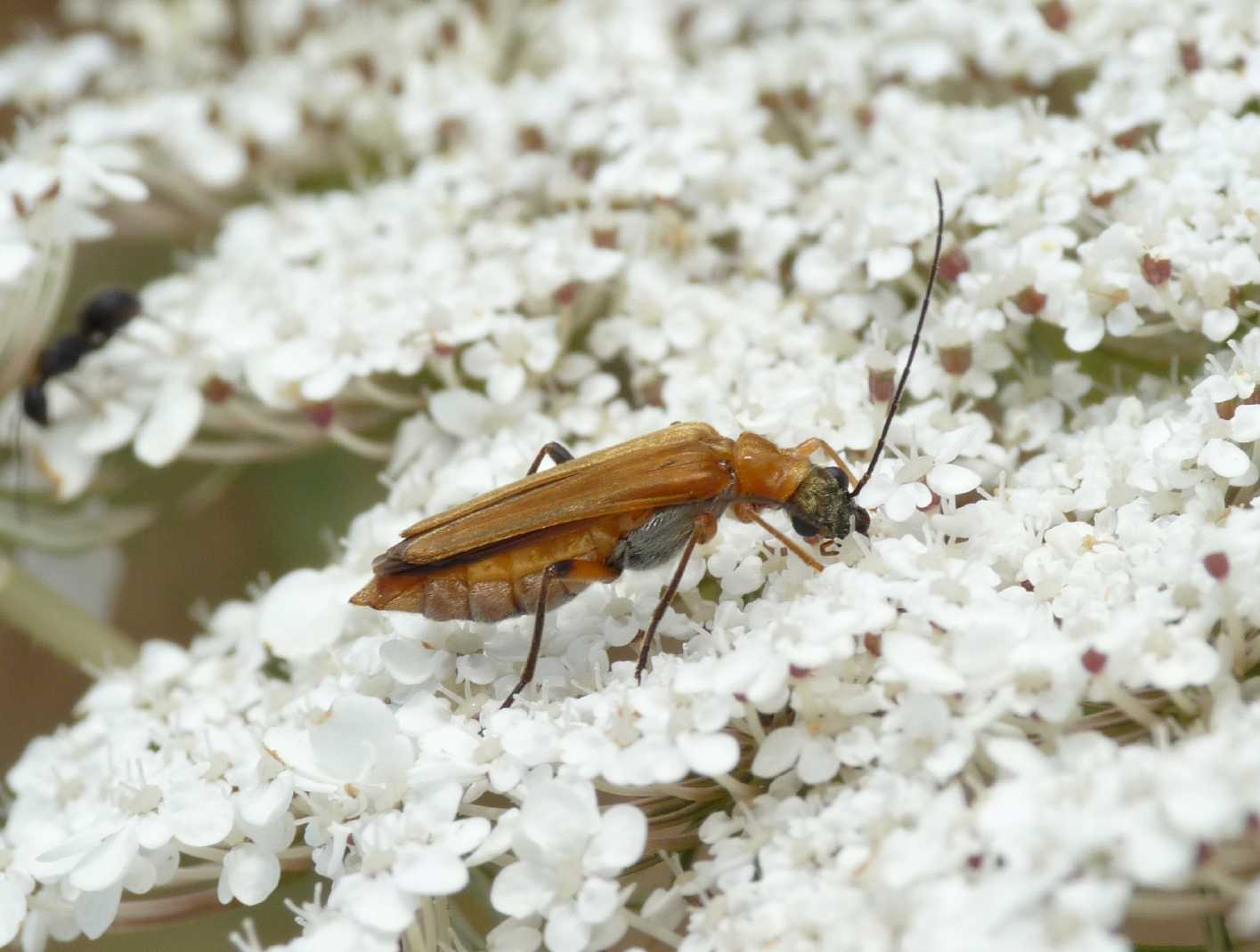 femmina di Oedemera podagrariae